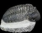 Bumpy Drotops Trilobite - Issoumour, Morocco #45610-1